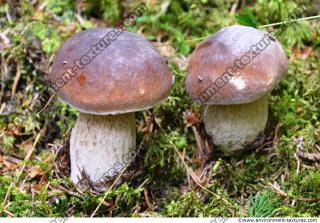 Photo Texture of Mushroom 0002